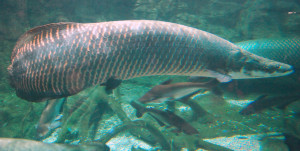 Arapaima gigas