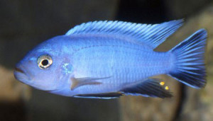 Cynotilapia axelrodi