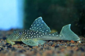 Hemiancistrus aspidolepis