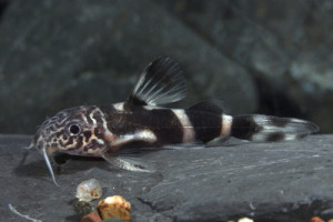 Synodontis albolineatus