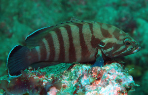 Cephalopholis boenak