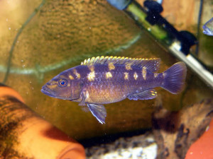 Melanochromis baliodigma