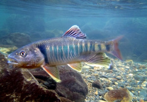 Opsariichthys bidens