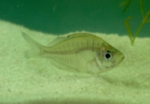 Pseudambassis baculis