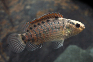 Badis blosyrus