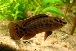 Badis ruber