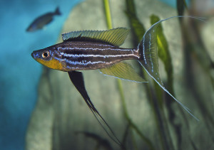 Benthochromis tricoti