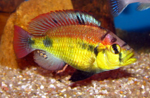 Haplochromis aeneocolor