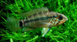 Apistogramma pleurotaenia