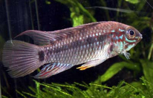 Apistogramma moae