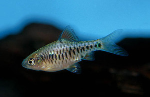 Puntius aurotaeniatus