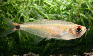 Scopaeocharax atopodus