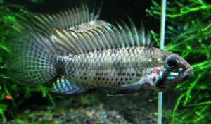 ZZ Apistogramma sp breitbinden