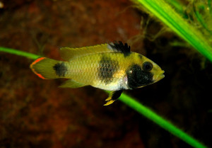 Apistogramma nijsseni