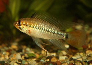 Apistogramma cruzi