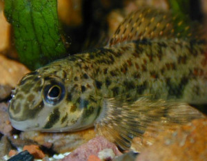 Etheostoma blennioides
