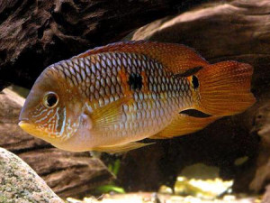 Cichlasoma bimaculatum