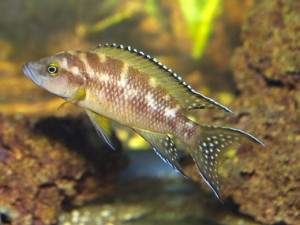 Neolamprologus buescheri