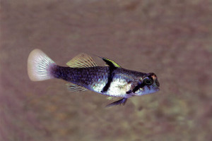 Redigobius balteatus