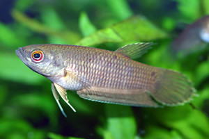 Betta spilotogena