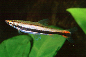 Nannostomus bifasciatus