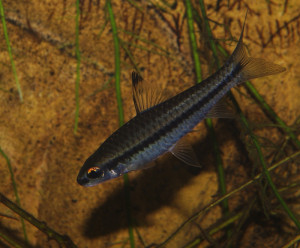 Barbus miolepis