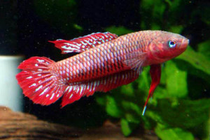 Betta burdigala