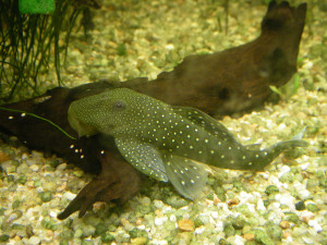 Chaetostoma greeni