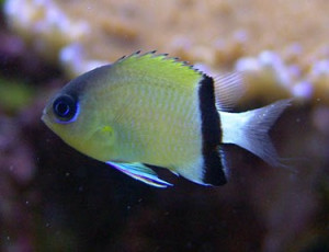 Chromis retrofasciata