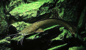 Clarias gariepinus