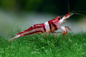 Caridina acutirostris