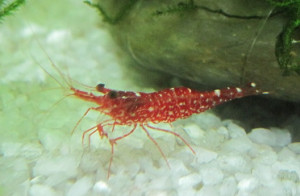 Caridina sp. brown camo shrimp 