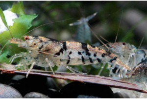 ZZ Caridina sp breviata