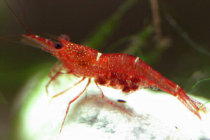 Caridina loehae