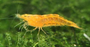 Caridina cf propinqua