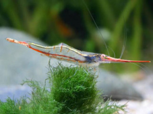 Caridina gracilirostris