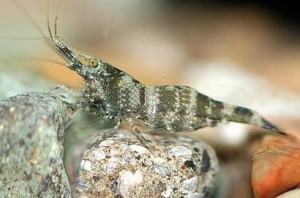 Caridina sarasinorum