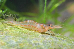 Caridina lanceolata