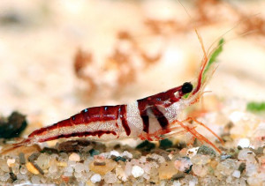 Caridina spongicola