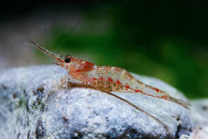 Caridina lingkonae