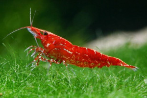 Neocaridina davidi var. red cherry