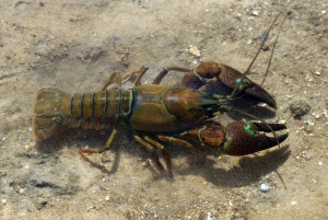 Pacifastacus leniusculus