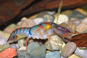 Procambarus pygmaeus