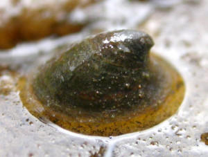 Ancylus fluviatilis