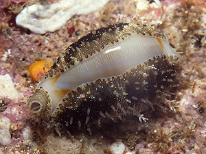 Cypraea annulus