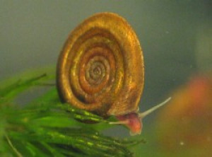 Anisus vortex систематика