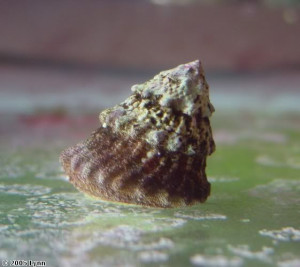 Lithopoma tectum