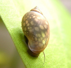 Physa spp. ou Physella spp.