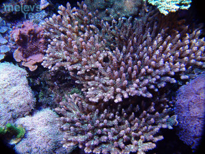 Acropora plana