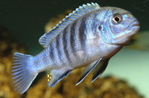 Labidochromis heterodon